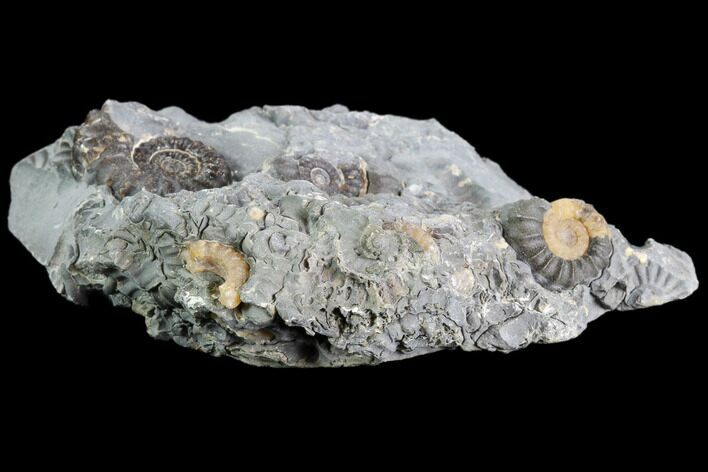 Ammonite (Promicroceras) Cluster - Somerset, England #86231